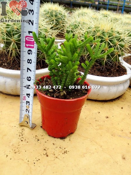 Cây xương rồng trúc xanh nhỏ trang trí nội thất, phong thủy may mắn