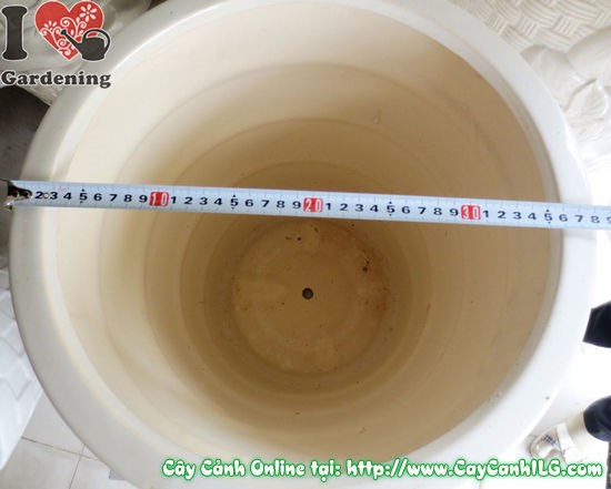 Chậu giỏ men trắng tròn mẫu 2 lớn – phối cây cảnh đẹp