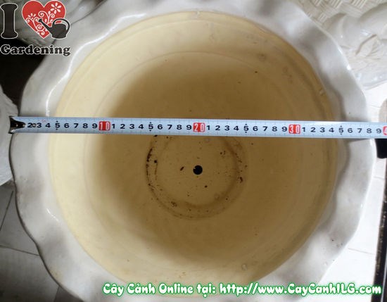 Chậu Ly Men Trắng Tròn Mẫu 3 – toàn cảnh chậu cao 43cm