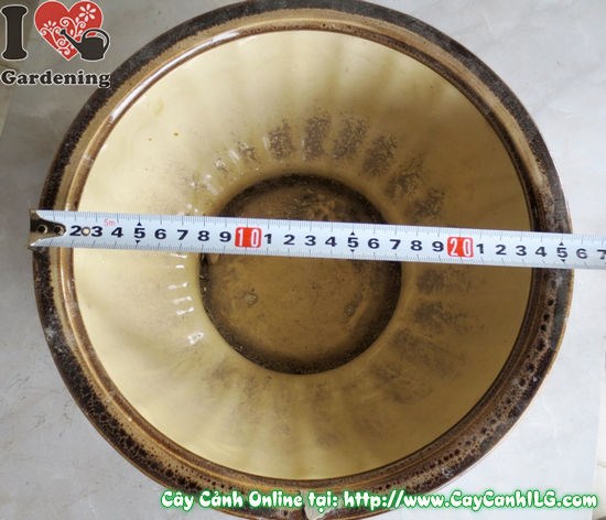 Hướng dẫn trồng cây vào Chậu Men Nâu Đen đúng cách