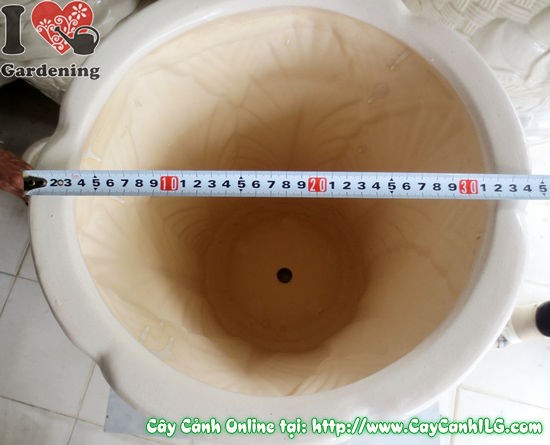 Chậu trúc men trắng chất lượng cao tại vườn ILG - mua sỉ lẻ toàn quốc