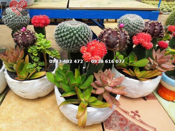Chậu xương rồng tròn lớn tại vườn ILG TP.HCM