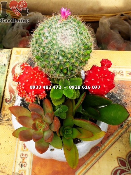 Chậu xương rồng tròn nhỏ trang trí nội thất văn phòng