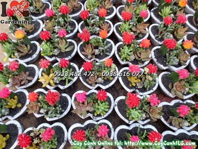 Chậu xương rồng Valentine tiểu cảnh đẹp Ms 19949 - ILG