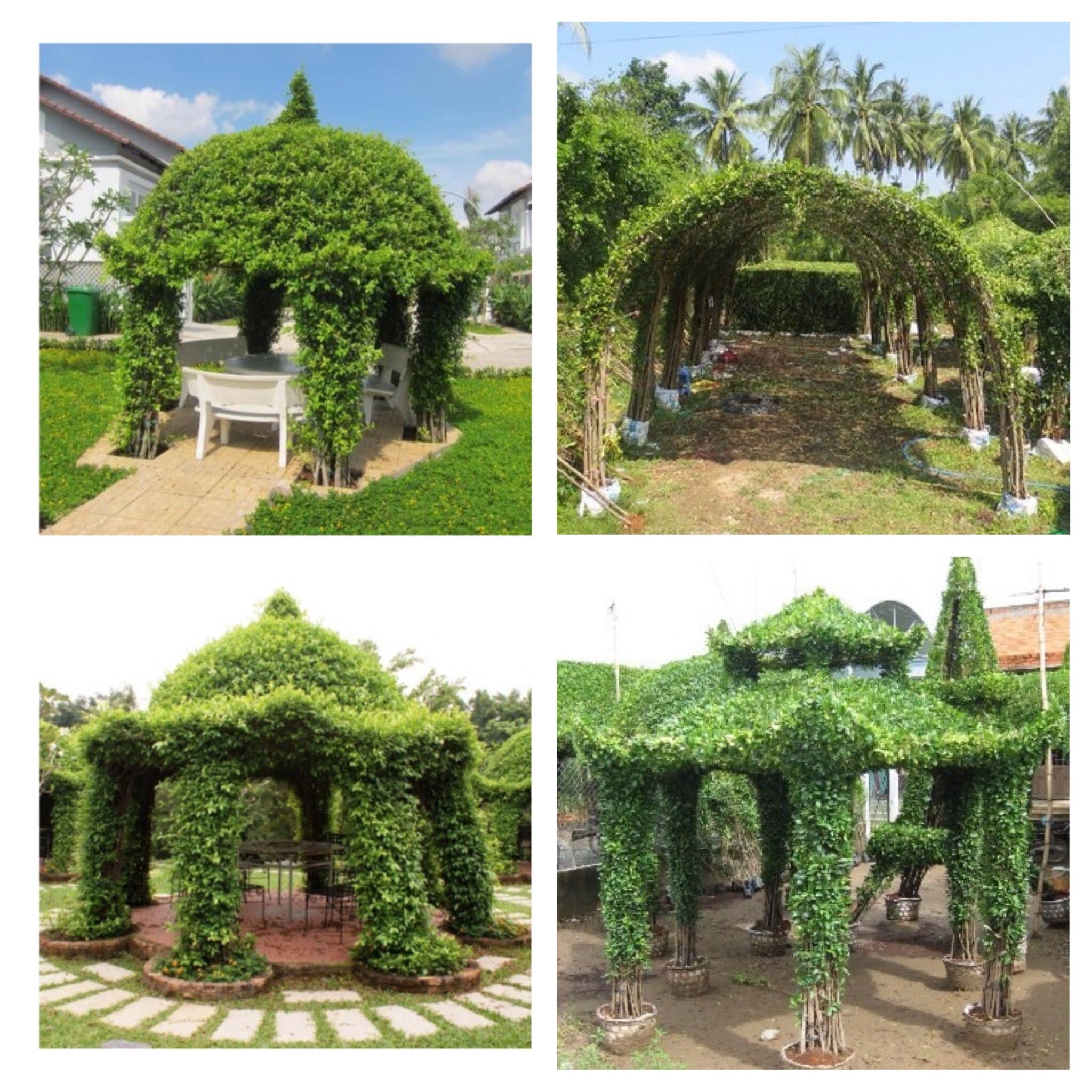 chòi cây sanh nhà dài mái vòm thi công cảnh quan