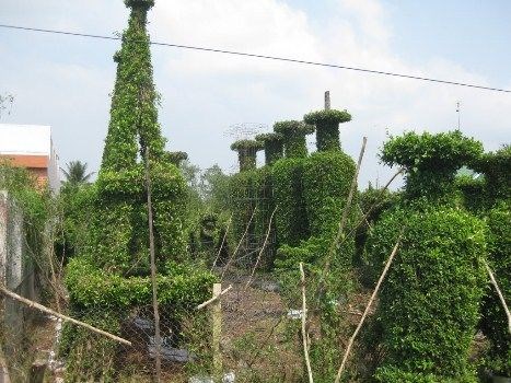 Chòi cây si xanh mát - dịch vụ thi công cảnh quan ILG