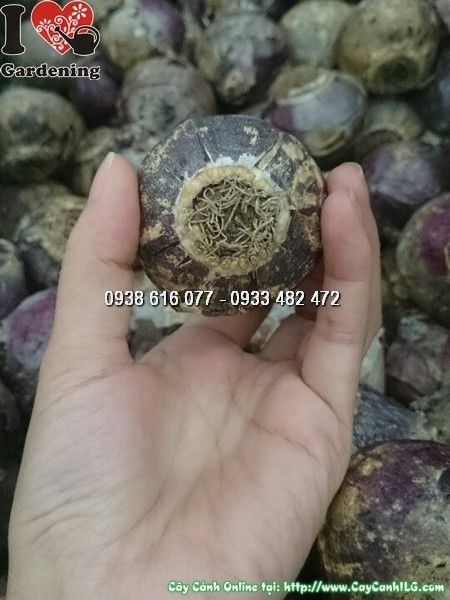hình ảnh củ hoa tiên ông chưa nảy mầm Ms 23971