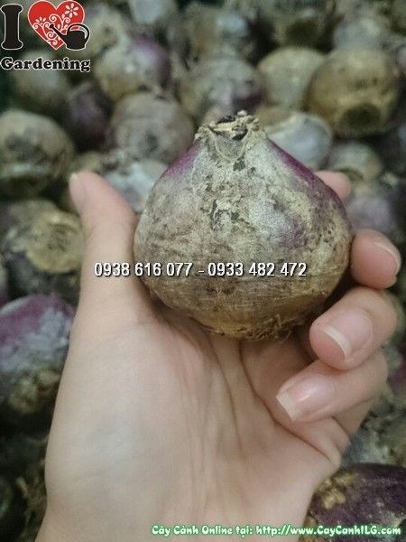 củ hoa tiên ông chưa nảy mầm cận cảnh