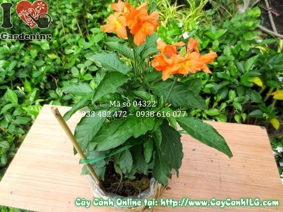 ILG Garden - Đội ngũ chuyên nghiệp chăm sóc cây cảnh hơn 20 năm kinh nghiệm