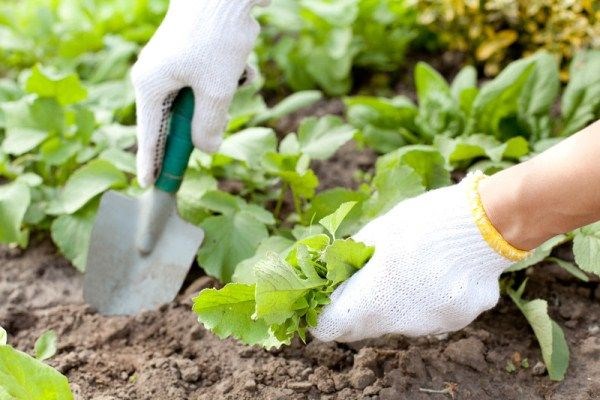 Chăm sóc vườn cây cảnh định kỳ theo hợp đồng ILG