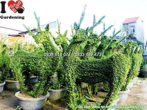 Kiểng thú cây si tạo hình con thú nghệ thuật – ILG