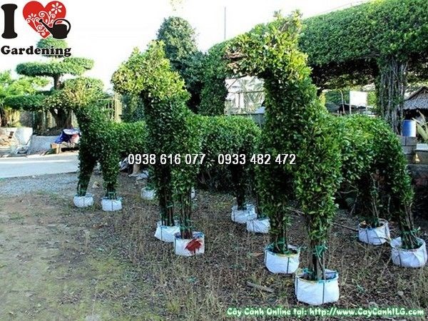 Kiểng thú tạo hình 12 con giáp bằng cây si – ILG