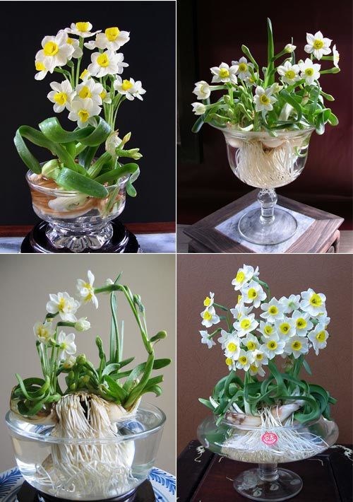 Cây hoa thủy tiên nở rộ dịp Tết Nguyên Đán