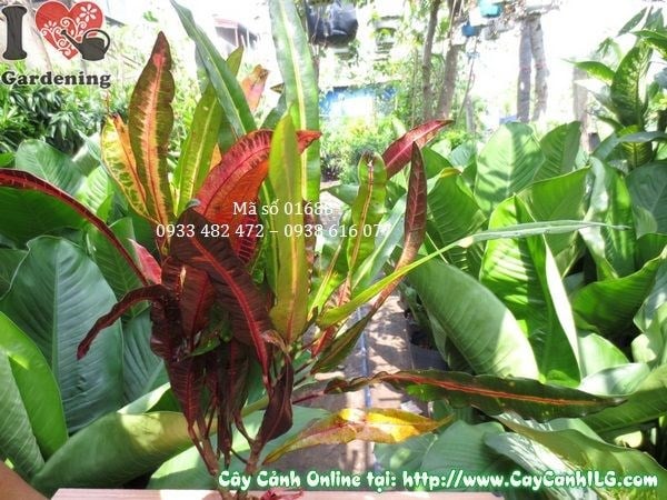 Cây lá màu Da Huy cao 35cm tại vườn ILG