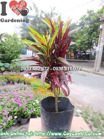 Theo dõi sức khỏe cây lá màu Da Huy thường xuyên