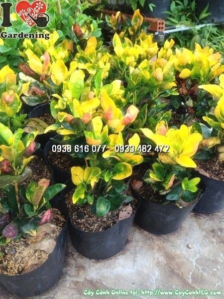 Cây lá màu mù u cao 20cm – Ms 24687