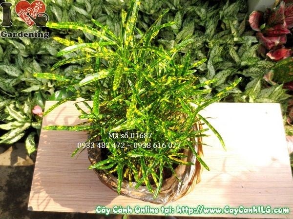 Lá cây sao nhái màu sắc đa dạng, rực rỡ – cận cảnh chi tiết lá