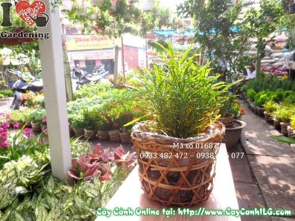 Cây lá màu sao nhái trồng mảng – trang trí khuôn viên đẹp mắt