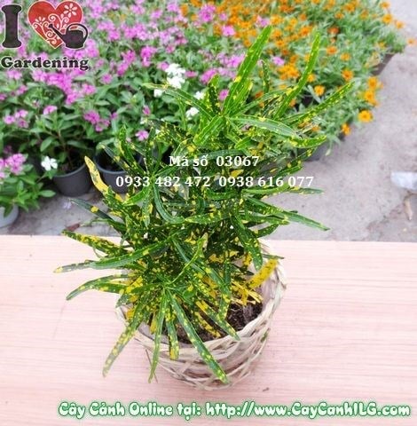 Cây lá màu sao nhái nhỏ – giâm cành, nhân giống số lượng lớn