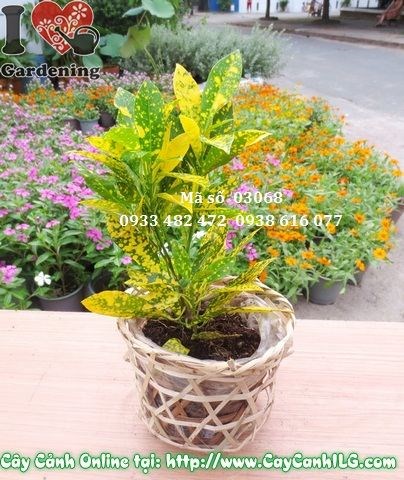 Cây lá màu vàng bạc nhỏ cao 20cm – phù hợp trồng chậu trang trí