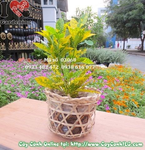Cây lá màu vàng bạc nhỏ – dễ chăm, ít sâu bệnh