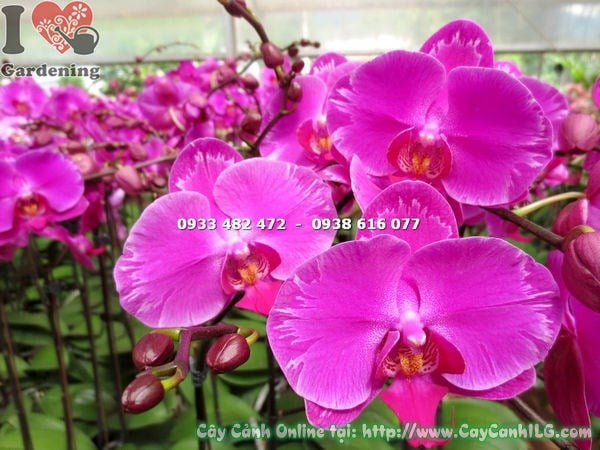 Cây lan hồ điệp ánh hồng trồng trong chậu trang trí không gian nội thất
