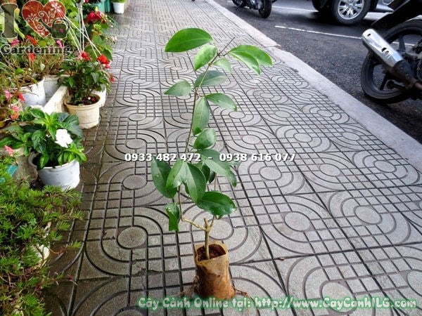 đặc điểm cây lan tỏi giống cao 50cm