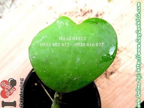 Cây cẩm cù lá trái tim cao 5cm – lá mọng nước hình tim đặc trưng
