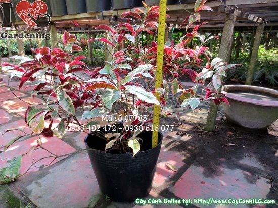 Cây liễu hai da làm cảnh quan sân vườn