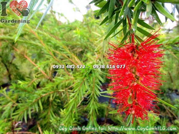 Cây liễu hoa đỏ cao 1,2m trồng cảnh quan công trình