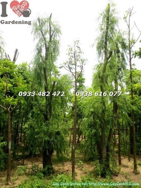 Cây liễu rũ gốc lớn cao 4-5m tán rũ mềm mại tại vườn ILG