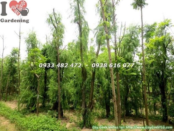 Tán cây liễu rũ gốc lớn xanh mướt rũ xuống đẹp mắt