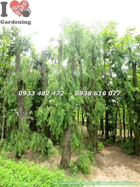 Cây liễu rũ gốc lớn cao 4m tán rộng đẹp cảnh quan