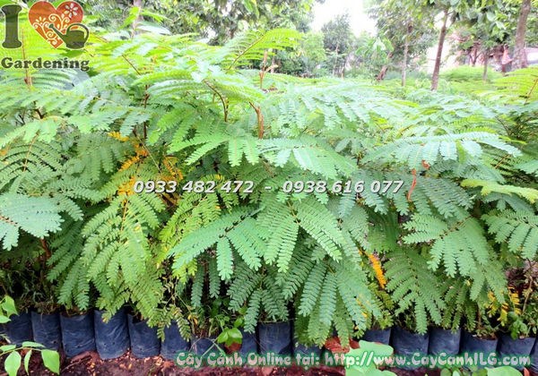Cây lim sét cao 1m – phù hợp trồng cảnh quan khuôn viên