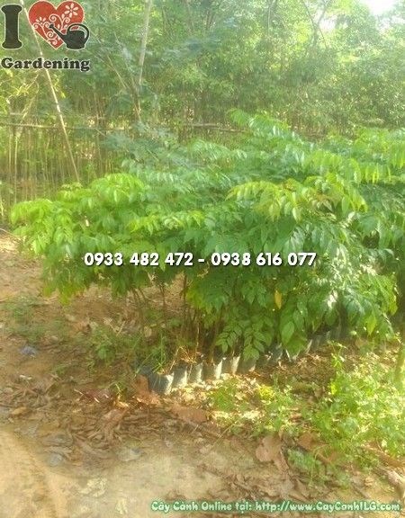 Cây Lim Xanh 1m - cây giống khỏe mạnh, gốc chắc, phù hợp trồng công trình