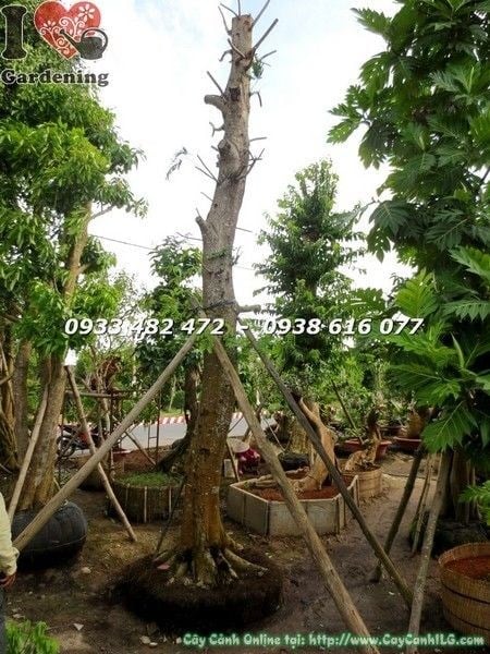 Cây lim xẹt cổ thụ cao 6m hoành 160cm – thân gốc vạm vỡ khí thế