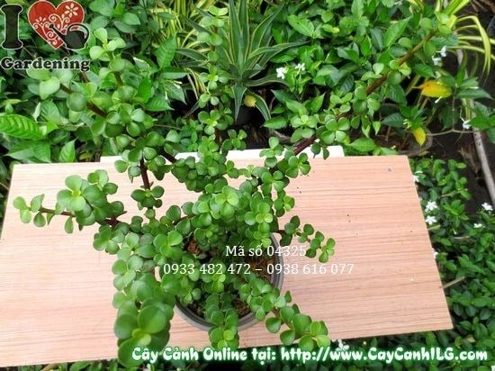 Cây linh sam Đà Lạt 30cm – cây mọng nước dễ trồng trang trí sân vườn