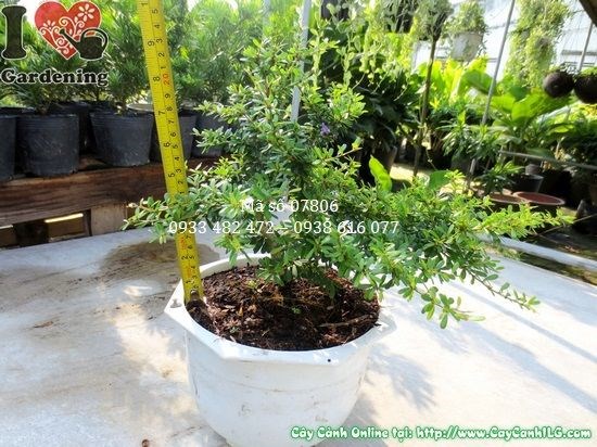Cây linh sam giống mới cao 22cm - Ms 07806 tại vườn ILG