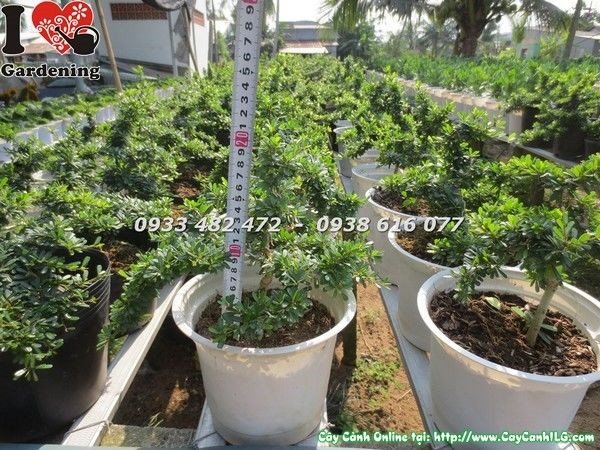 Cây linh sam lá rí 86 bonsai mini được nhân giống và tạo hình