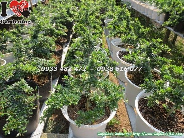 Bonsai mini cây linh sam lá rí được chăm sóc và tạo dáng đẹp