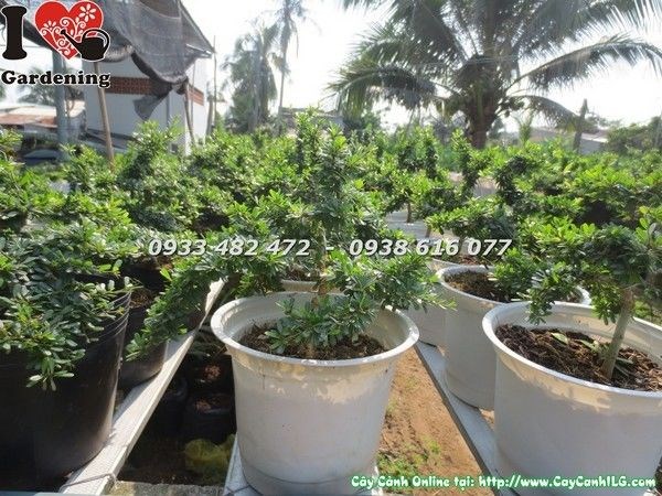 Lộ trình phát triển cây linh sam lá rí bonsai sau nhiều năm chăm sóc