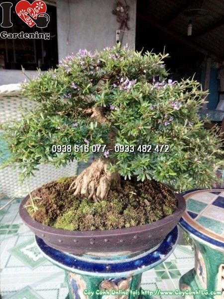 Cây linh sam lá rí bonsai 30cm thân rễ đẹp nghệ thuật