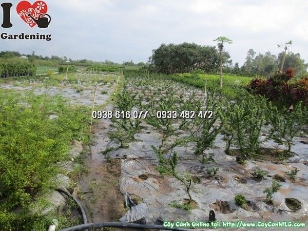 Linh sam lá rí 20cm – thân gỗ uốn nghệ thuật dáng bonsai mini