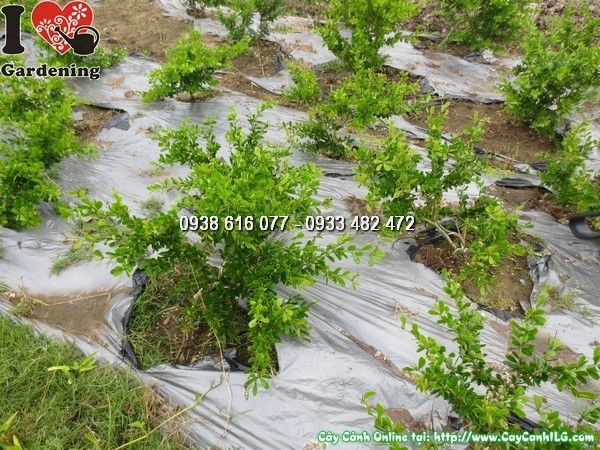 Chăm sóc cây linh sam lá rí 20cm – hướng dẫn tưới nước ánh sáng phân bón