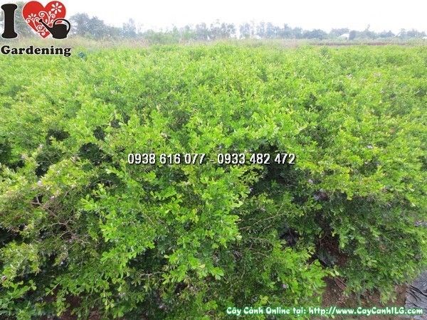 Cây linh sam siêu bông cao 80cm - hoa tím đẹp, sức sống mạnh