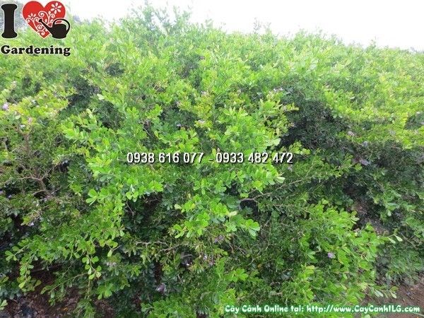 Cây linh sam siêu bông 80cm - hoa tím rực rỡ, phù hợp cảnh quan