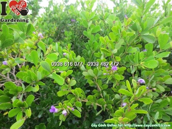 Cây linh sam siêu bông 80cm - lá xanh tươi, hoa tím nhỏ xinh
