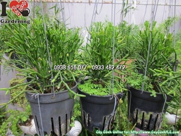 cây lộc nhung chậu treo cao 20cm tại ILG