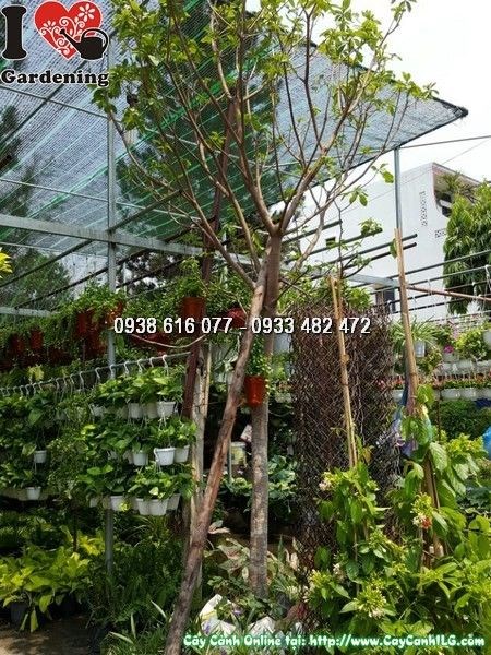 hoa lộc vừng đỏ chùm dài đặc trưng