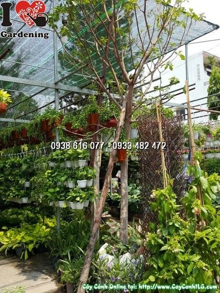 cây lộc vừng cao 3m5 đk 10cm tán rộng Ms 25783